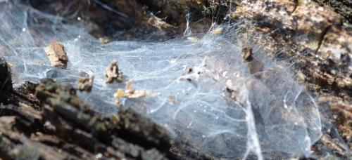 Réf. 312 015 : Drassodes sp.